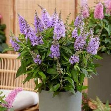 Buddleia purple butterfly for sale  BALLYMENA