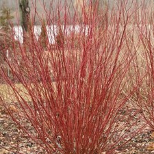 Stoloniferas arctic farrows for sale  Wadsworth
