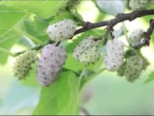 White mulberry tree for sale  CAMBORNE