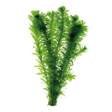 Elodea densa small for sale  BUDE
