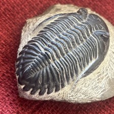 Trilobite fossile d'occasion  Montreuil
