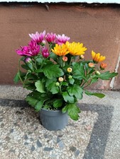 Chrysanthemum tricolour colour for sale Chrysanthemum tricolour colour for sale  LARGS