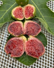 Ponte tresa fig for sale  BOGNOR REGIS