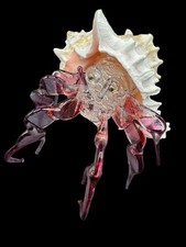 Glass hermit crab for sale  Orlando