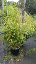 Fargesia robusta campbell d'occasion  Mont-près-Chambord