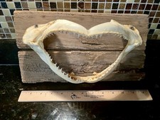 Bull shark jaw for sale  Refugio