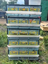 Quail breeding business for sale  BOLTON