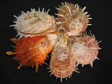 Collector fave...cluster spond for sale  Lakeland
