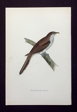 Yellow billed cuckoo for sale  ILKLEY