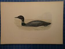 Great northern diver gebraucht kaufen  Oldenburg (Oldenburg)