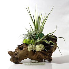 Air plant kit for sale  LEIGH