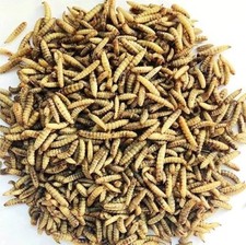 Calciworms secos 10 kg pássaros selvagens peixes répteis roedores como mealworms comprar usado  Enviando para Brazil