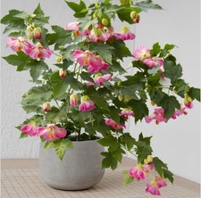 Pink abutilon flowering for sale  Mobile