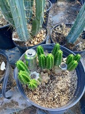 New echinopsis sale for sale  Monticello