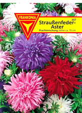 Straußenfeder aster bunte gebraucht kaufen  Oschersleben (Bode)