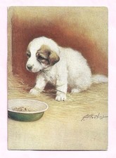 pyrenean mountain dog for sale pyrenean mountain dog for sale IPSWICH