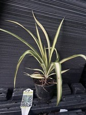 plant 5 yucca for sale plant 5 yucca for sale Martin