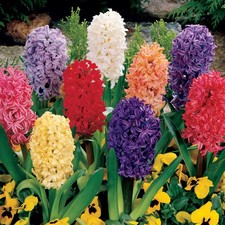 Hyacinth flower bulb for sale  Gassville
