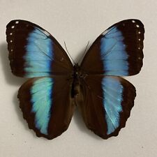 Entomologie morpho patrocles gebraucht kaufen  Marienmünster
