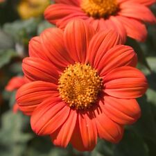 Mexican sunflower seeds for sale  Deltona