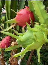 Red dragon fruit for sale  DAVENTRY