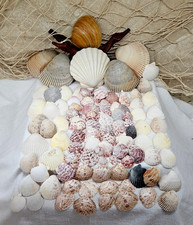 Lot shells cardium for sale  Weatherford