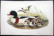 John gould ornitologia usato  Roma