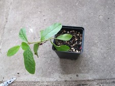 Guave psidium guajava gebraucht kaufen  Künzelsau