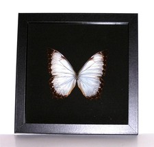 Butterfly moth mounted for sale  Hot Springs Village
