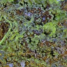 Pyromorphite roughton gill for sale  COCKERMOUTH