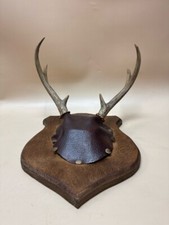 Deer antler mounted for sale  Grantville