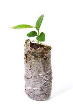 Key lime trees for sale  La Junta