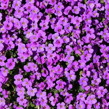 Aubretia katie purple for sale Aubretia katie purple for sale  LINCOLN