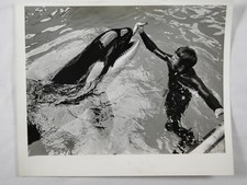 Killer whale orca for sale  EDINBURGH