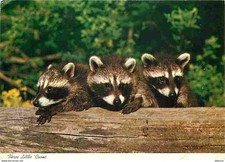 Animals raccoons little d'occasion  Expédié en Belgium