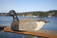 Black brant goose for sale  Lincoln City
