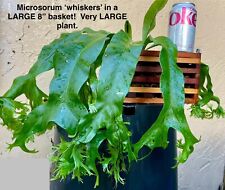 Microsorum whiskers beautiful for sale  USA