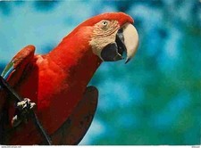 Animals birds parrot d'occasion  Expédié en Belgium