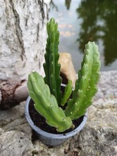 Stapelia gigantea aasblume gebraucht kaufen Stapelia gigantea aasblume gebraucht kaufen  Röttenbach b Erlangen