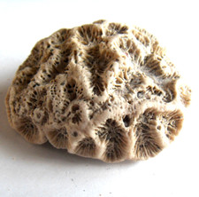 Petit fossile naturel d'occasion  Blain