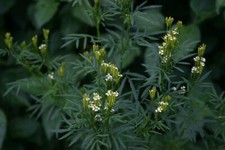 300 huacatay seeds for sale  Bois D Arc