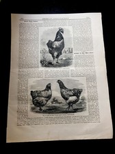 1868 buff cochin for sale  Paoli