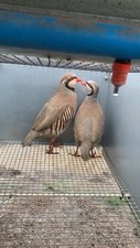 X12 chukar partridge for sale  LLANDINAM