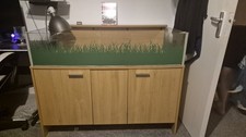 Viv exotic viva for sale  BRIXHAM