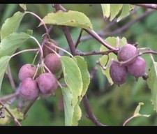 red kiwi gebraucht kaufen  Bergheim