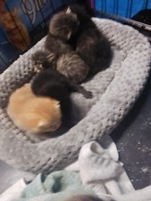 Charity feed cat for sale  Pottsville