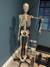 180cm skeleton anatomical for sale  DOVER
