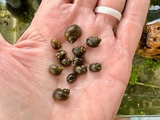 Jade mystery snail for sale  Solon