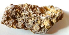 Encrinus level trochid for sale  Shipping to United Kingdom