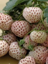 Plants fraisier anablanca d'occasion  Aubenas